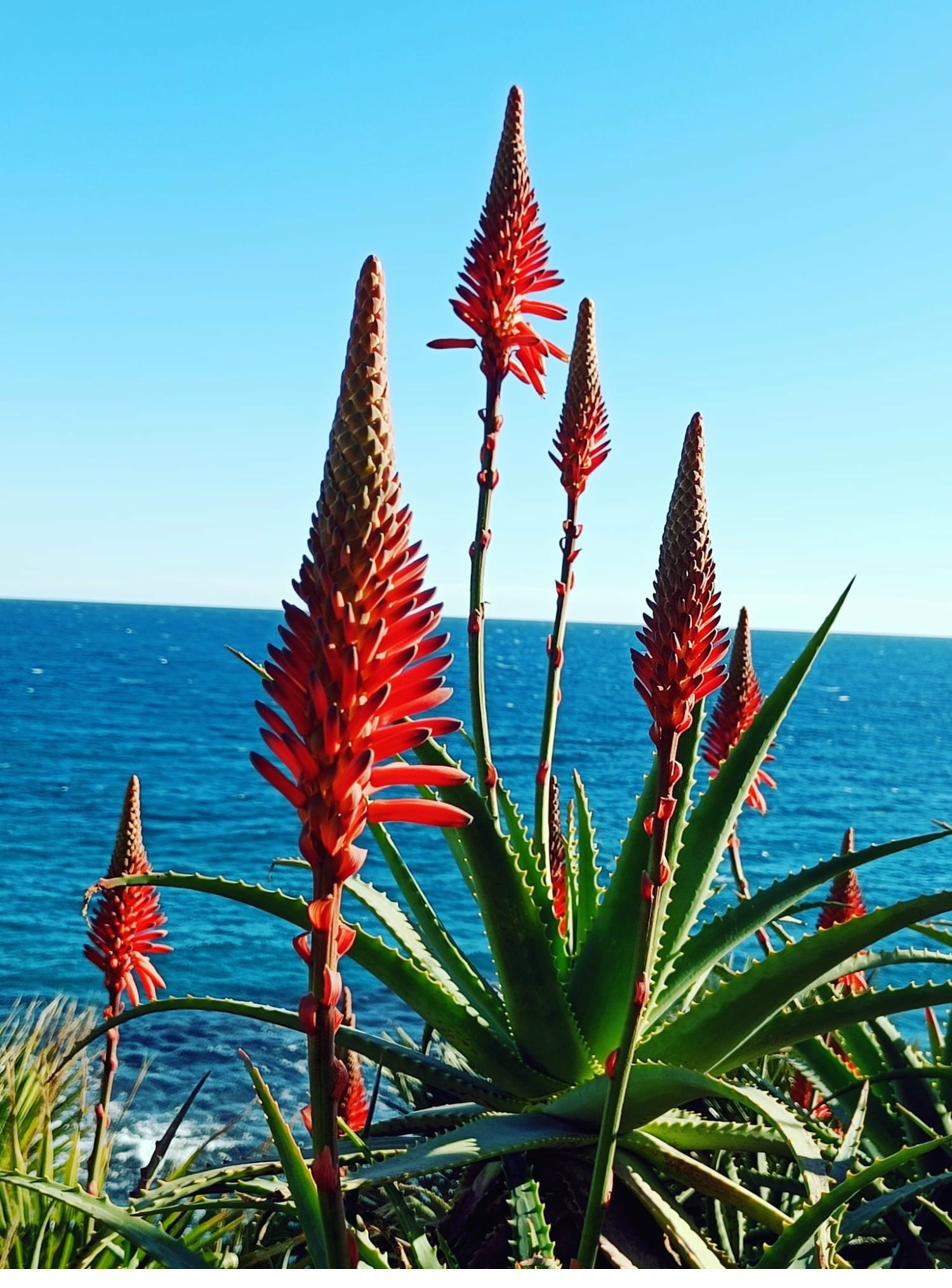 Aloe vera vor dem Ligurischen Meer